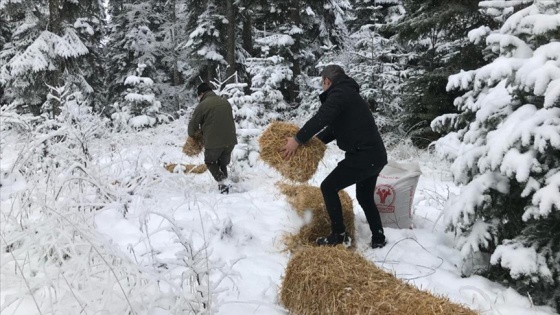 Bolu'da yabani hayvanlar için doğaya yem bırakıldı