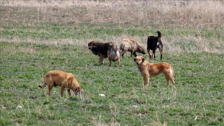 Bolu'da köpeklerin saldırısında bacağından yaralanan kadın tedavi edildi