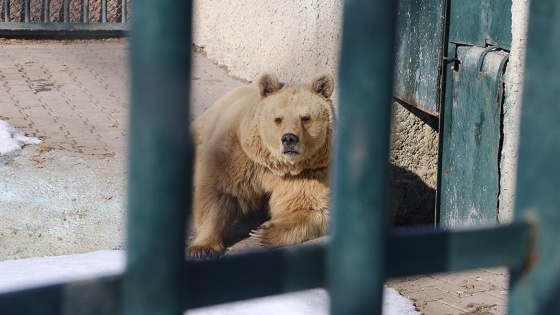 'Bozo' ile 'Muzo' kış uykusuna hazırlanıyor