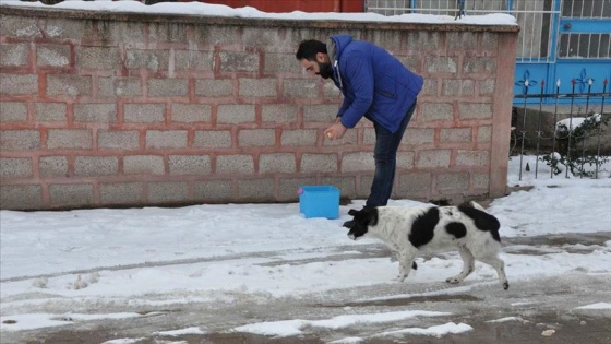 Bu beldedeki her evde sokak hayvanları için yemek var