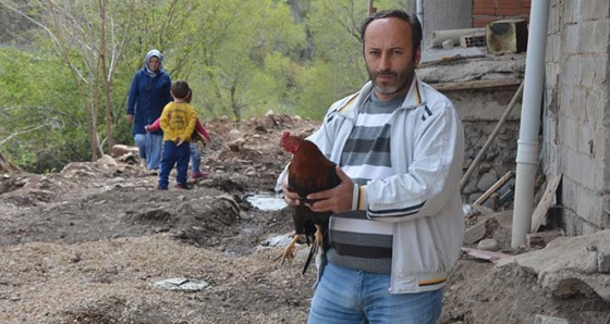 Bu horoz korkunca 'anne' diye ötüyor