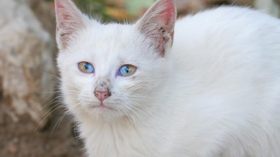 Bu kedi görenleri şaşırtıyor