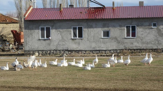 Bu köyde 3 asırdır dededen toruna kaz yetiştiriliyor