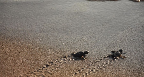 Bu yıl yaklaşık 40 bin caretta caretta yavrusu denize ulaşacak