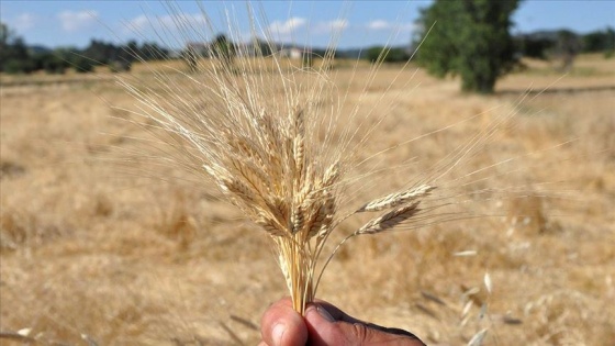 Buğdayın atası 'siyez'de hasat başladı