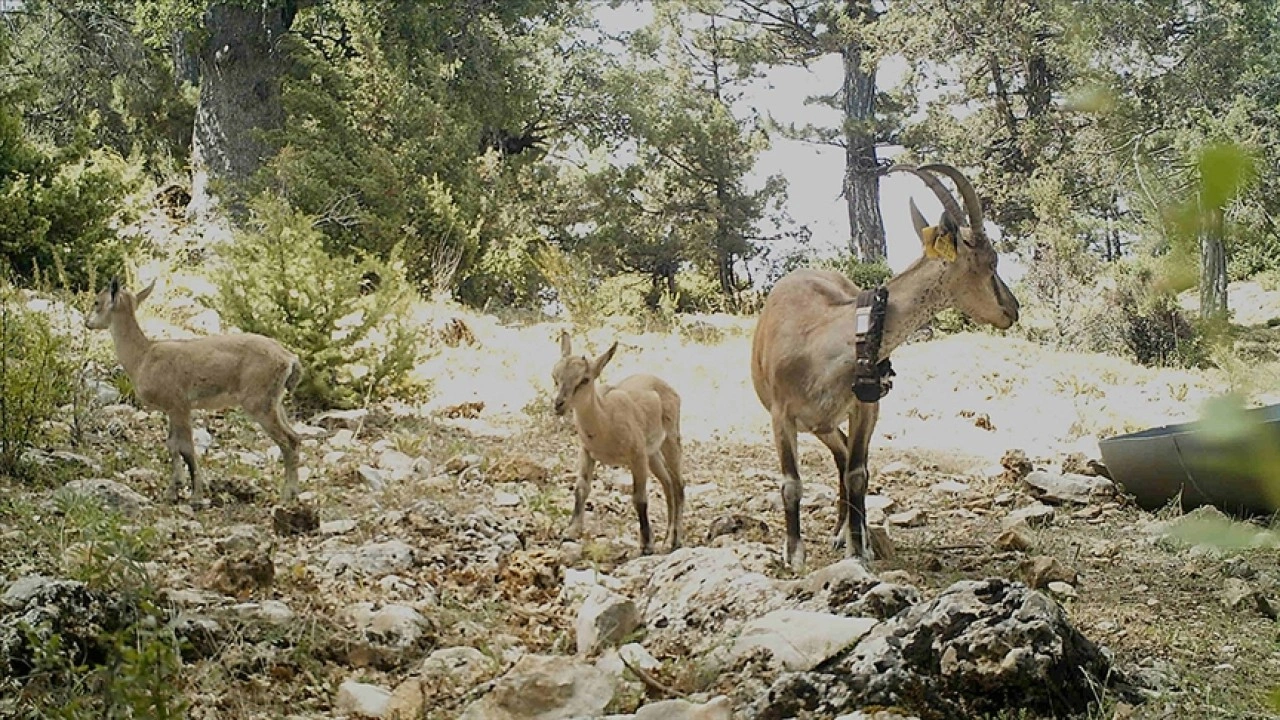 Burdur'da Karanlıkdere Kanyonu'na bırakılan yaban keçilerinin popülasyonu arttı