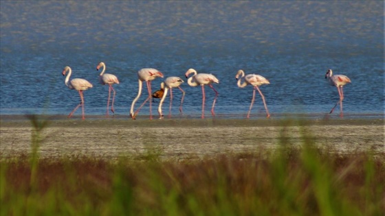 Burdur Yarışlı Gölü&#039;nde flamingo yoğunluğu