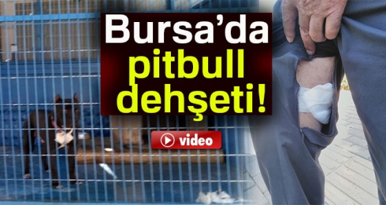 Bursa’da pitbull dehşeti