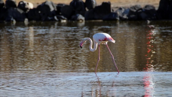 'Büyük flamingo' Ağrı Dağı Milli Parkı'nda beslenirken görüntülendi