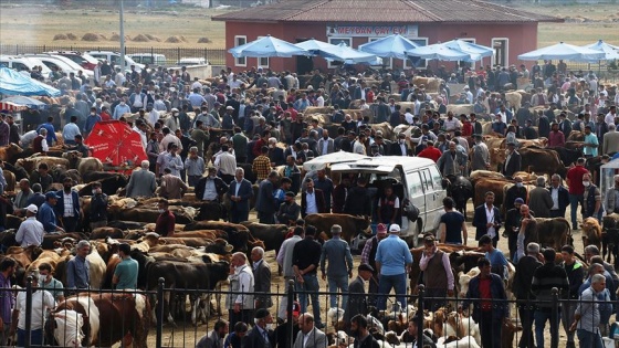 Büyükşehirlere kurbanlık sevkiyatı hız kazandı