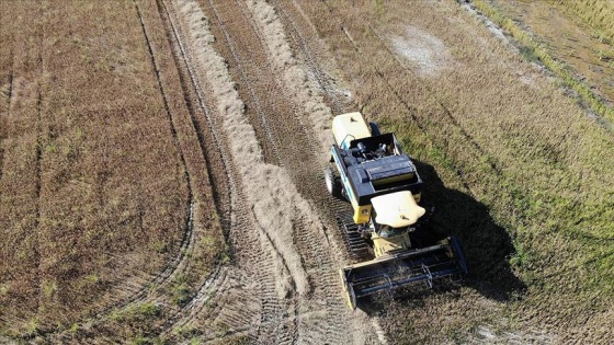 Çakıllı tarlada 160 ton çeltik yetiştirdi