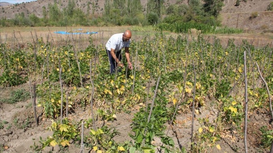 Çamoluk şeker kuru fasulyesinde hasat zamanı