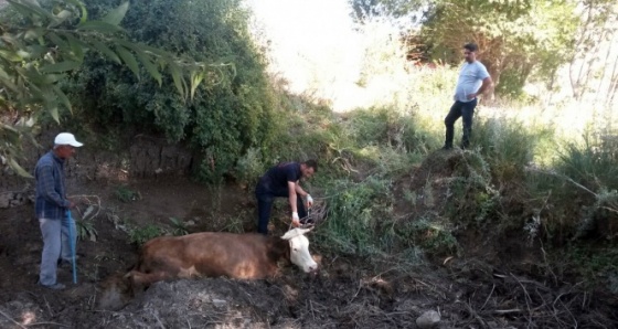 Çamura saplanan inek itfaiye tarafından kurtarıldı