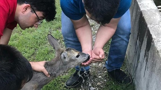 Çamura saplanan karaca yavrusunu çiftçiler kurtardı