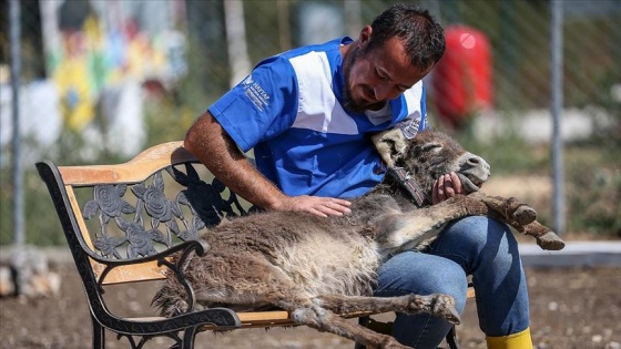 Can dostların sevgi dolu sığınağı: Emekli Hayvanlar Çiftliği