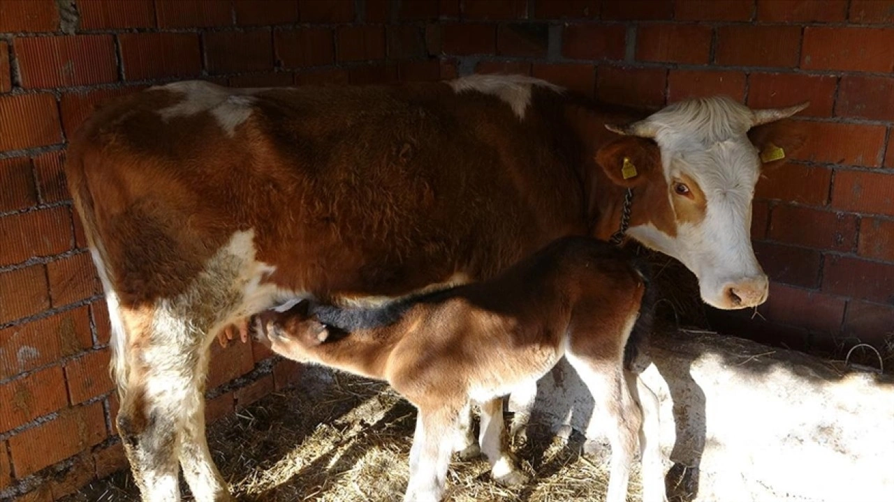 Çanakkale'de annesi ölen tayı, inek emziriyor