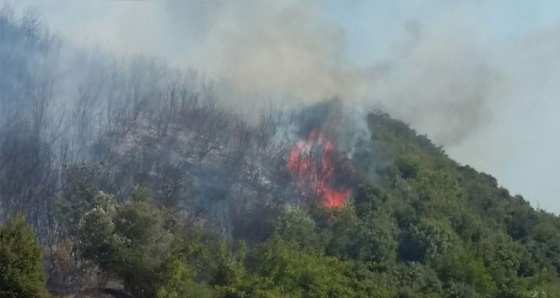 Çanakkale'de orman yangını