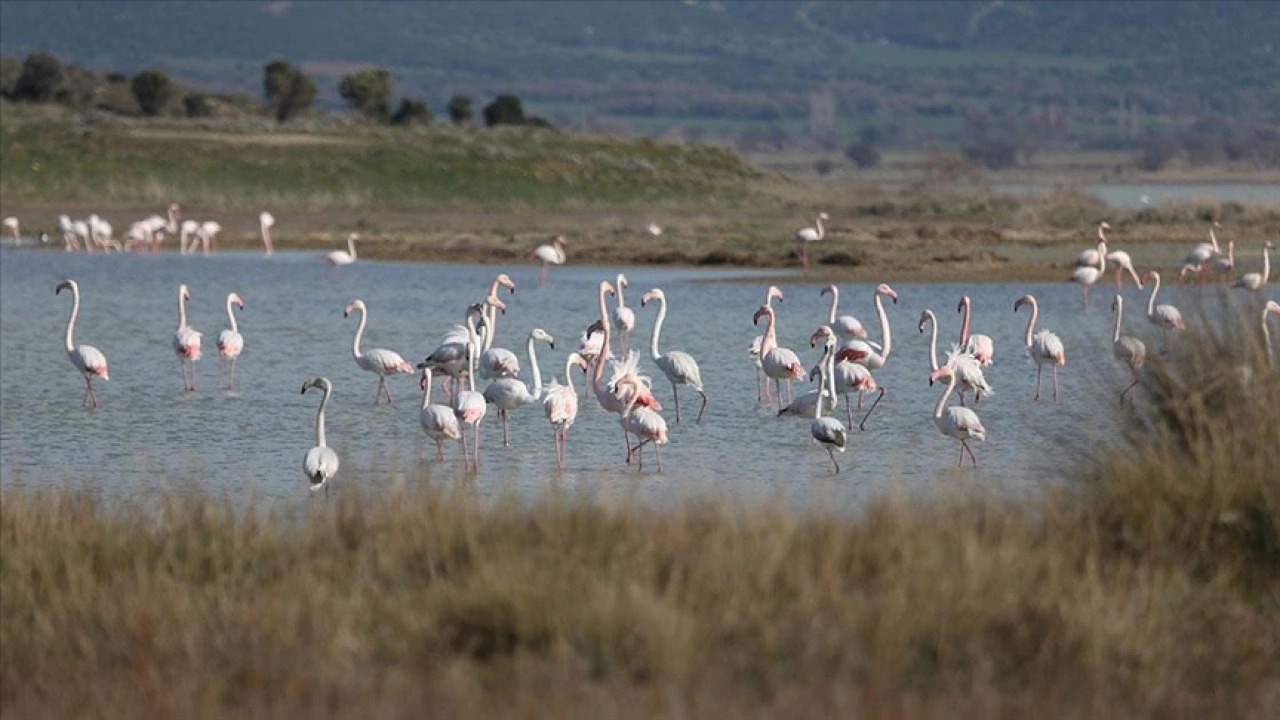 Çanakkale, sulak alanlarıyla 51 su kuşu türüne ev sahipliği yapıyor