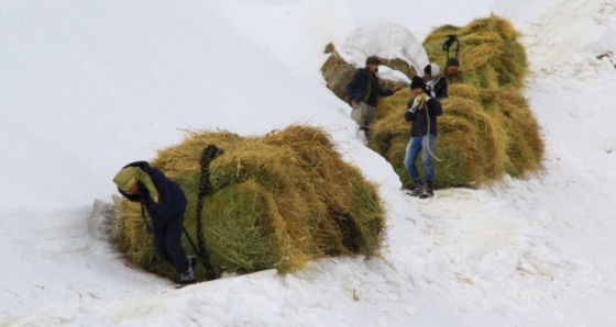 Canları pahasına hayvanlar için dağdan kızaklarla ot taşıyorlar