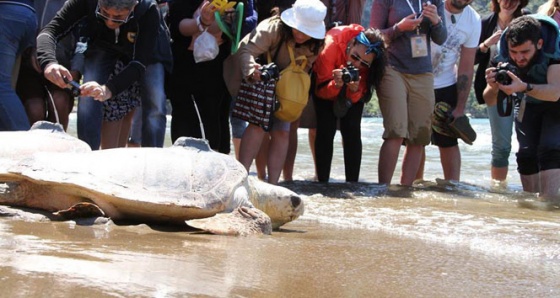 Caretta caretta dehşeti