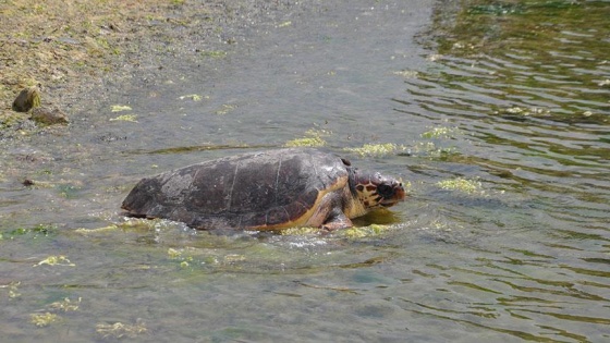 Caretta caretta 'Özgür'lüğüne kavuştu