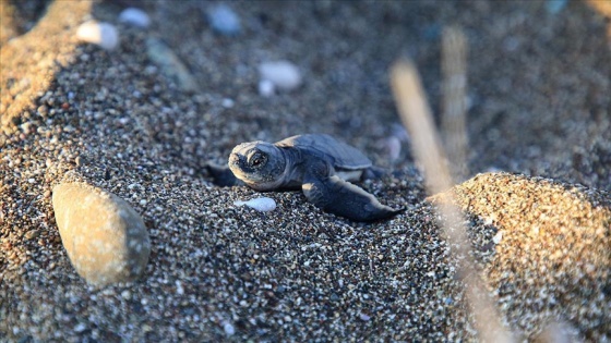 Caretta carettalara ev sahipliği yapan İztuzu Sahili'nde yuva sayısı 728'e ulaştı