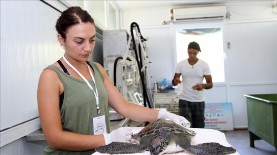 Caretta carettaları gönüllü gençler koruyor