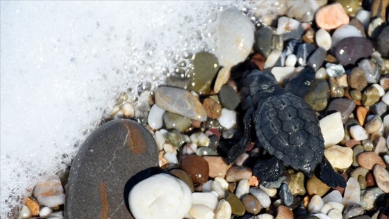 Caretta carettaların koruyucusu oldu