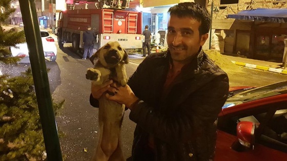 Çatıda mahsur kalan köpeğin imdadına itfaiye yetişti