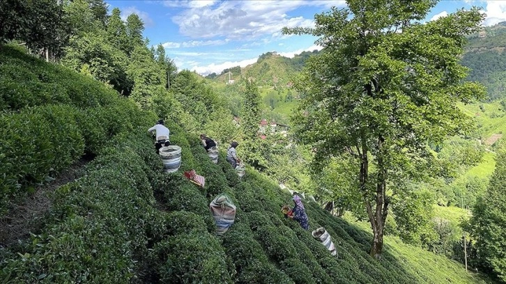 ÇAYKUR, mayısta 92 bin ton yaş çay alımı gerçekleştirdi