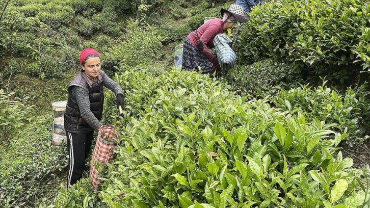 ÇAYKUR, randevulu yaş çay alım sistemine geçiyor