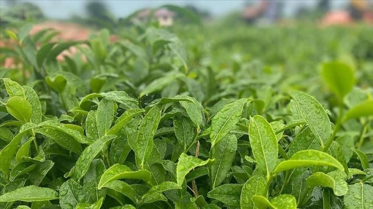 ÇAYKUR'dan yaş çay alımı ve kontenjan uygulaması açıklaması