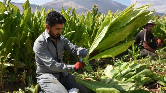 Çelikhan tütününde hasat zamanı