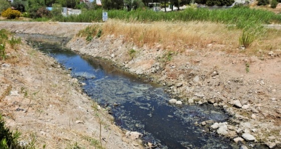 Çeşme'de dereden gelen kötü koku isyan ettirdi