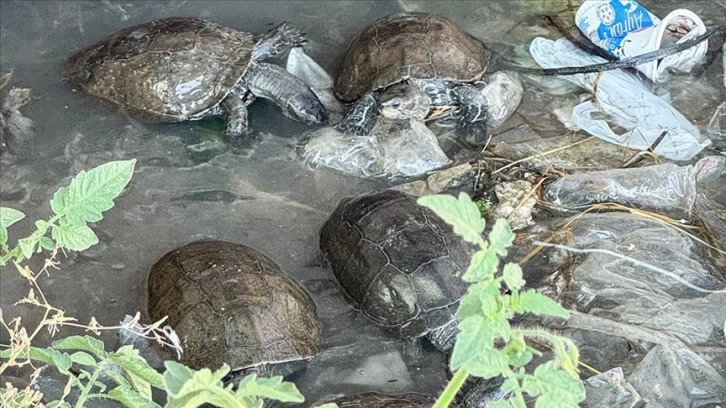 Çeşme'de kaplumbağaların kirli suda yaşam mücadelesi görüntülendi