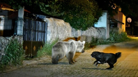 'Cesur' mahalleye inen boz ayıların korkulu rüyası oldu