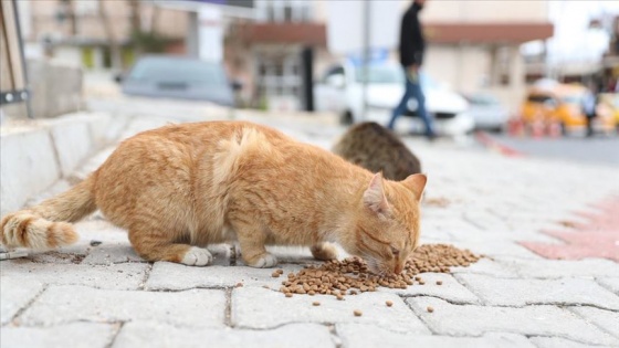 Çevre ve Şehircilik Bakanı Kurum'dan sokak hayvanları için çağrı