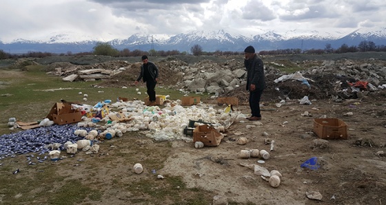 Çevreye gelişi güzel atılan bozulmuş peynirler, koyunları telef etti