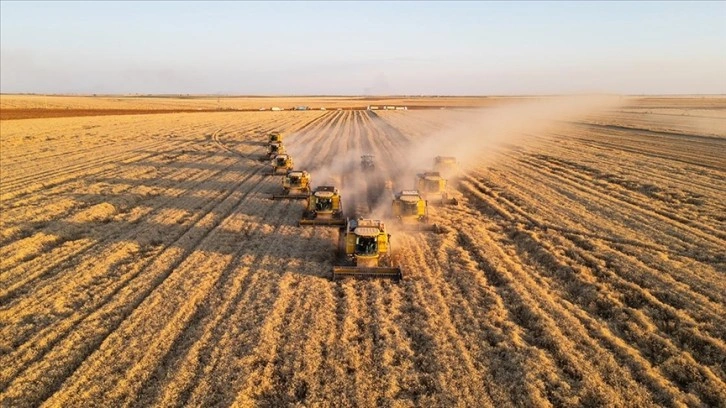 Ceylanpınar Tarım İşletmesi'nde buğday hasadı devam ediyor