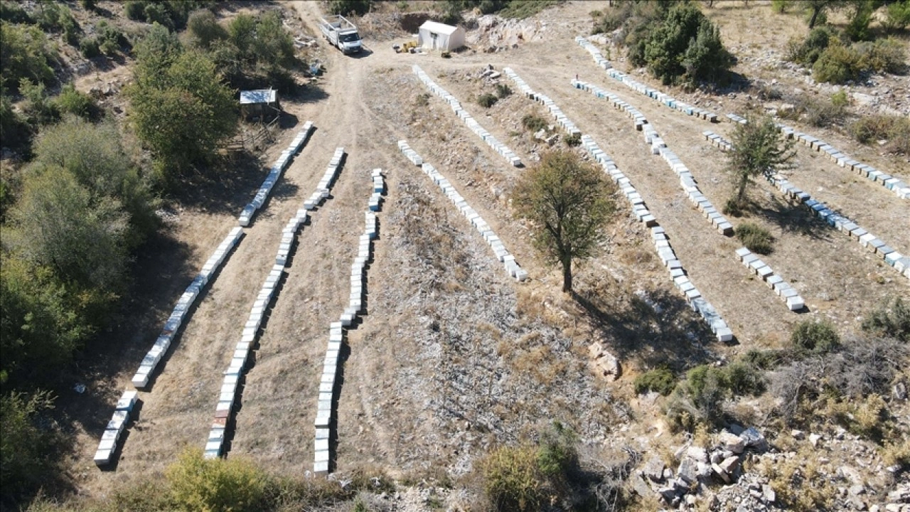 Çiçekten istediği verimi alamayan arıcıları çam balı sevindirdi