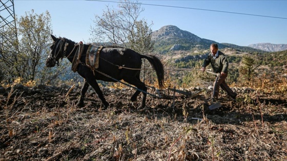 Çiftçi Zeren, Toroslardaki eğimli arazilerini karasabanıyla sürerek geçimini sağlıyor