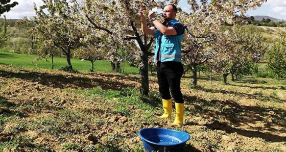 Çiftçilerden böceklere 'mavi leğenli' önlem