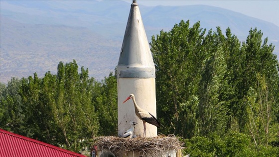 Çifte minare leyleklerin yuvası oldu