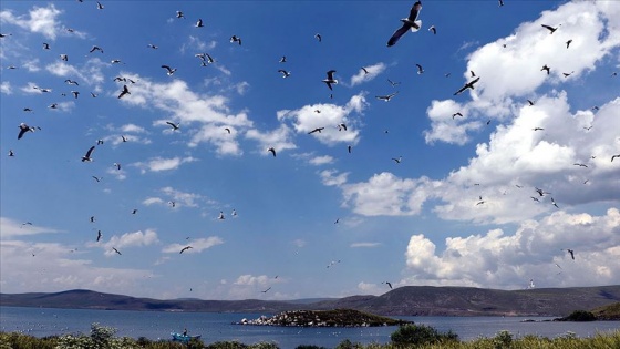 Çıldır Gölü, uçmayı öğrenen yavru kuşlarla şenlendi