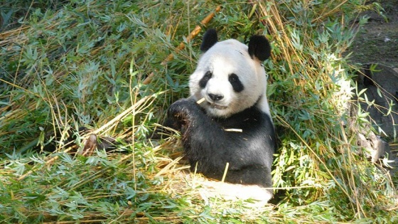 Çinli panda Fransa'da ikiz doğurdu