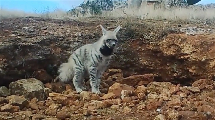 Çizgili sırtlan fotokapanla görüntülendi