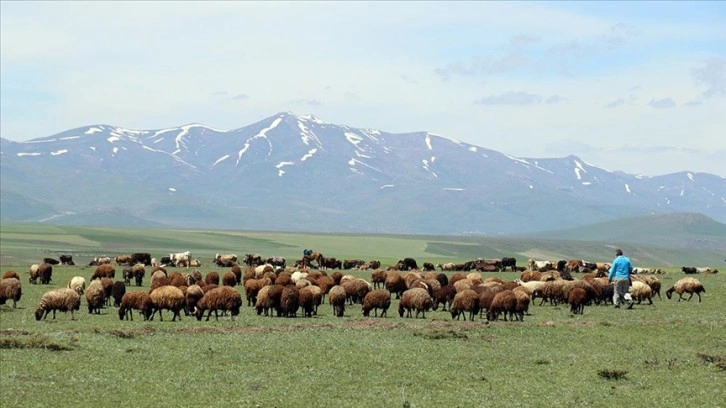 Çobanların Ağrı otlaklarındaki mesaisi başladı