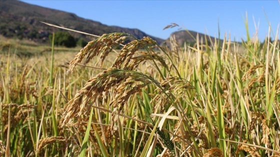 Coğrafi işaretli Tosya pirincinin hasadı başladı