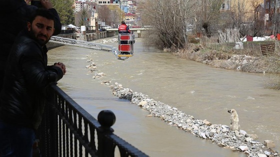 Çoruh Nehri'ne düşen köpekleri itfaiye kurtardı