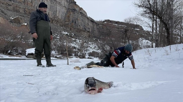 Çoruh Nehri'nin buzlu sularında köylüler geleneksel yöntemle balık avlıyor